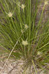 Ware's hairsedge